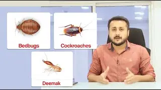 Fumigation Services in Karachi - Cockroach, Bedbugs, Termite, Rats & More
