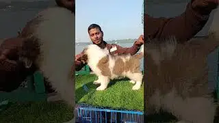 Saint Bernard Puppy 🤍🔥 Sale In Serampore Dog Market 🐶
