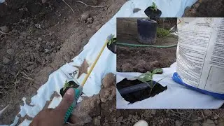 QUAL O PRIMEIRO FUNGICIDA PODE USAR EM MUDAS NOVAS DE PIMENTÃO