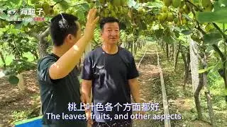Step into the World of Hily, Explore Its Great Secrets. Hily Boosts Agricultural Yields and Incomes.