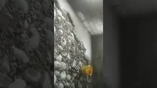 making cement bed for cattles