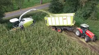Haaring chopping corn