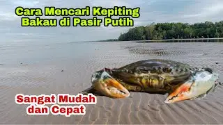 Cara mencari Kepiting Bakau di pasir putih