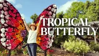 🦋Tropical Butterfly Documentary🦋 #protectbutterfly #butterfly #sonya1 #wildlife