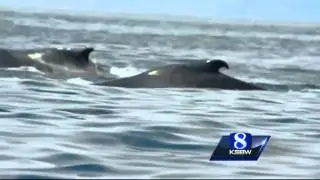 NOAA investigating humpback whale harassment in Pacific Grove