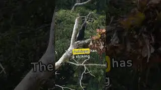 Let&rsquo;s explore about Anhinga #animals #Anhinga #animallover #birds #shorts #naturelovers #birdslover