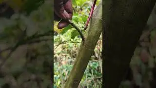 Proper Tree Cutting Method #shorts