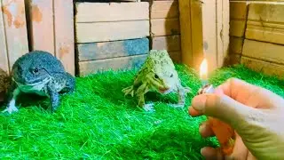 Bullfrog vs lighter bullfrog angry with lighter nobody knows before 🤣🤣🤣🤣🤣🤣🐸