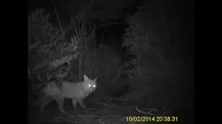 Foxes Feeding at Night