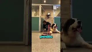 Esse cachorro sabe jiu-jítsu! 😯