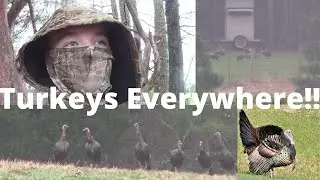 Extreme Turkey Scouting!! 10 yards away (a must watch)