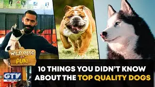 Important Things You Didn’t Know About the Dogs | Wilds Pets | GTV News | 14 Feb 2021