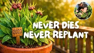 The Lazy Gardener's Secret: Perennial Vegetables That Grow Themselves