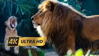 A Day in the Life of a Jungle Predator: Wildlife Documentary | 4K |  Scenic Relaxation Film