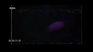 18th of August 1994 (LEDU FOUND CONTENT: 01) &mdash; The Devil Within.