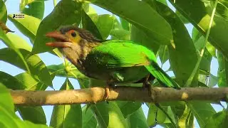 Large Green Barbet Mating call | Original bird sound