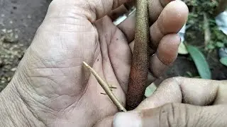 Cara sambung sisip..pohon durian..cocok untuk yang lagi belajar