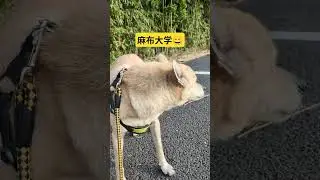 麻布大学うちわ😳😳😳