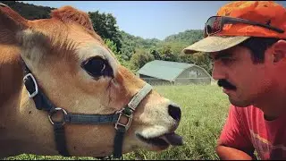 COW ESCAPE!