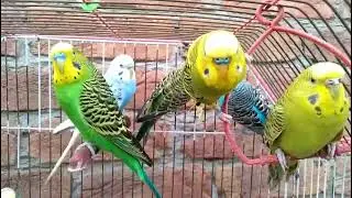 Australian beautiful bird's sounds 