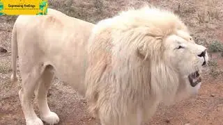 Most Beautiful White Animals in the World | 2020