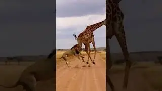 🦁🦒This Giraffe&rsquo;s Knee Kick Ended the Fight#2 Unbelievable Power #2 #wildlife #nature