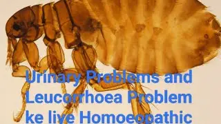 Pulex Irritans |Common Flea |NEET AIAPGET PREPARATION|BHMS Exams|Clinical Tips| Rare Remedy