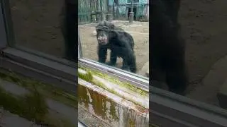 Cheeky chimpanzee! #shorts