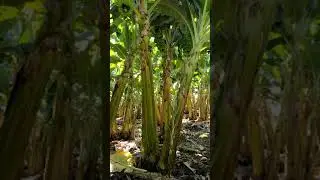 Bananal de alta produção