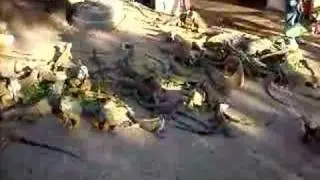 The Iguana Farm