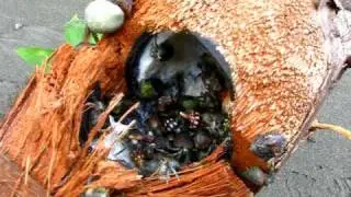 Hermit Crab Feeding Frenzy