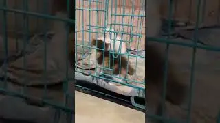 Cute Kittens in the cage😟😾 #shorts #viral #cat #wildlife