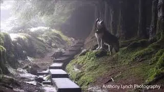 Howl Do You Do? Alaskan Malamute Hauntingly Howls During First Snowfall