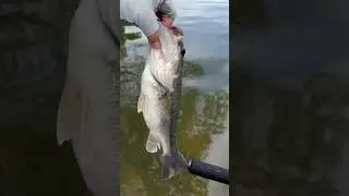 Tournament bass release! Full video now available! #basstournament #bassfishingleague #fishing