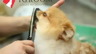 iGROOM Educational Series;  Pomeranian Puppy Cut
