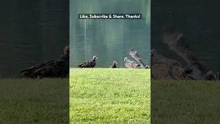 Turkey Vultures Waiting For Their Next Meal! #vultures #turkeyvulture #birdsofprey #birds #vulture