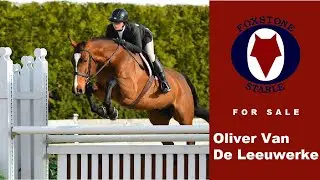 Horses for sale | Oliver Van De Leuwerke | Foxstone Stable | Hunter Jumper horses for sale