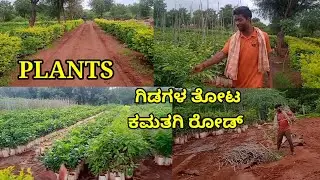 @JAcreation||plantation in kamaragi roed/ಗಿಡಗಳ ತೋಟ ಕಮತಗಿ ರೋಡ್ #jaidev #plants