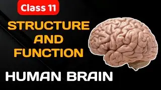 Human Brain -Structure and Function |NCERT |NEET |AIIMS #neet #neuralcontrolandcoordination