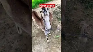 Goat prank video ||.#shorts #animals