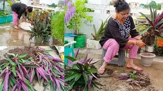 jab banaya 2 Rheo Plants ke gamle se daro free plants || Multiplying Rheo Plant planters