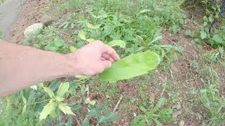 All the Mahonias 2023