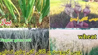 How Vermicoposting Gave us Delicious Wheat, Desi Gulabi Garlic & Napier Grass CO5