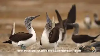 Blue-Footed Boobies