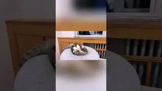 The kitten who secretly learning kung fu#cat #cutecat #cute