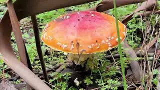 Mycelium