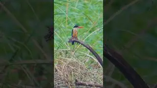 Black-capped Kingfisher Perched in the Wild | Vibrant Beauty of Nature