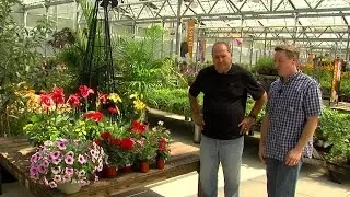 Heat loving Annuals