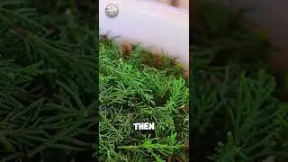 Soap made from strange ingredients