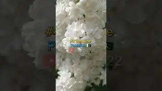Top 5 National Flower Of Different Countries 2023 (part:1) || #flowers #rose